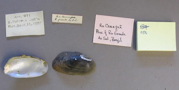 specimen
