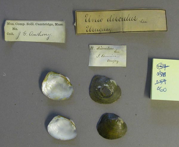specimen