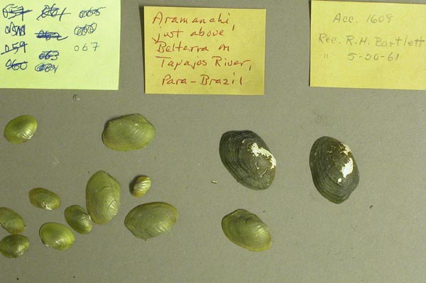 specimen