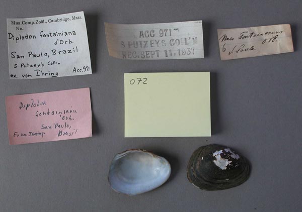 specimen