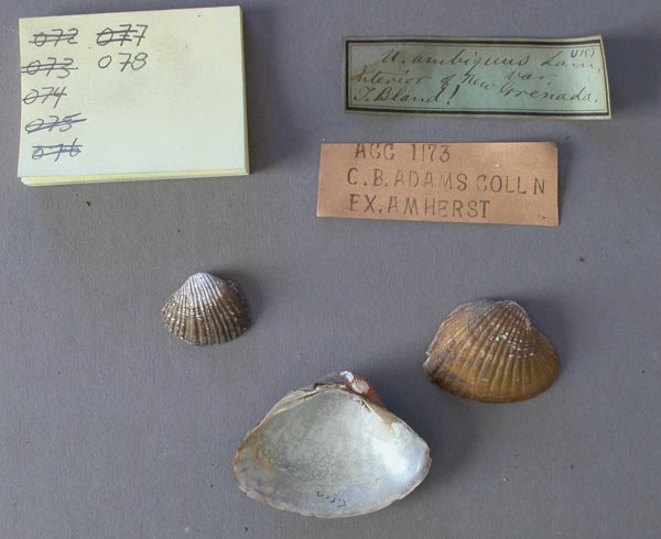 specimen