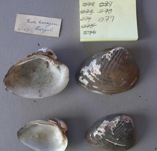specimen