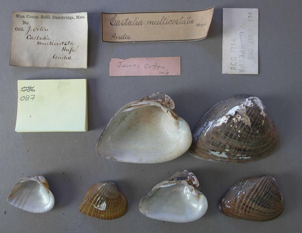 specimen