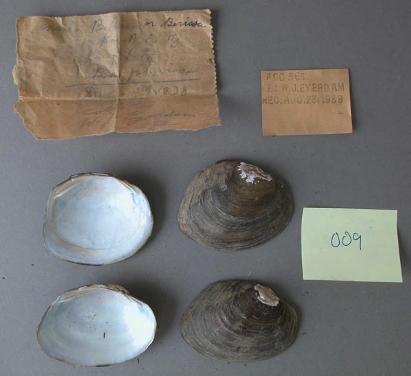 specimen