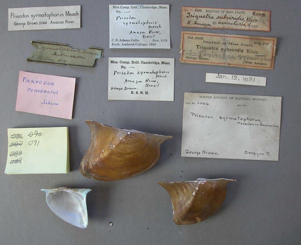 specimen