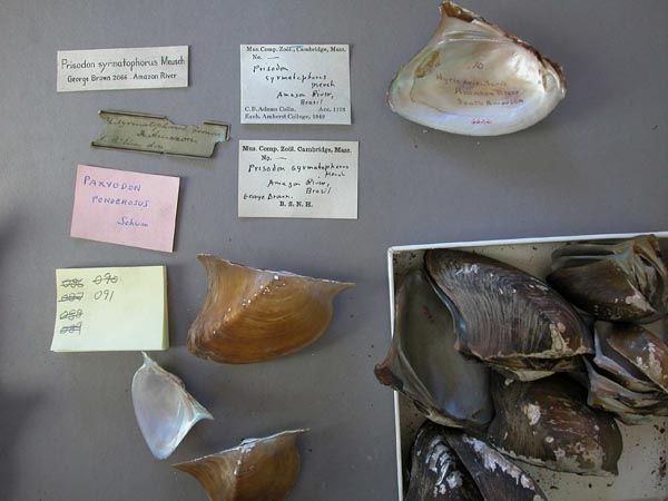 specimen