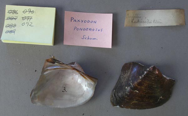specimen