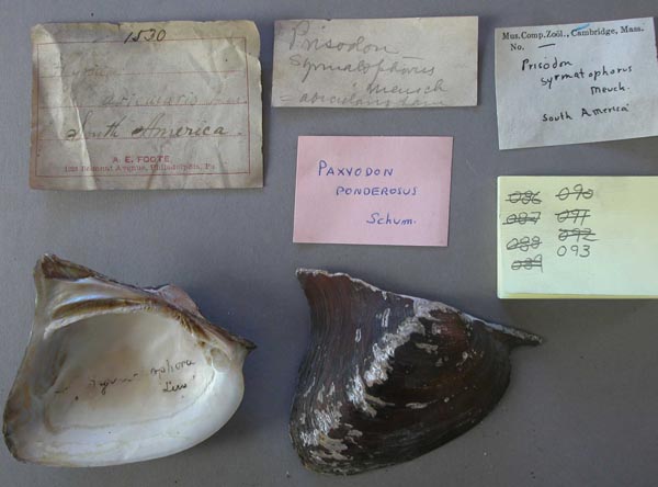 specimen