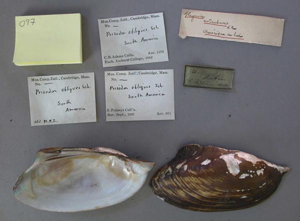 specimen
