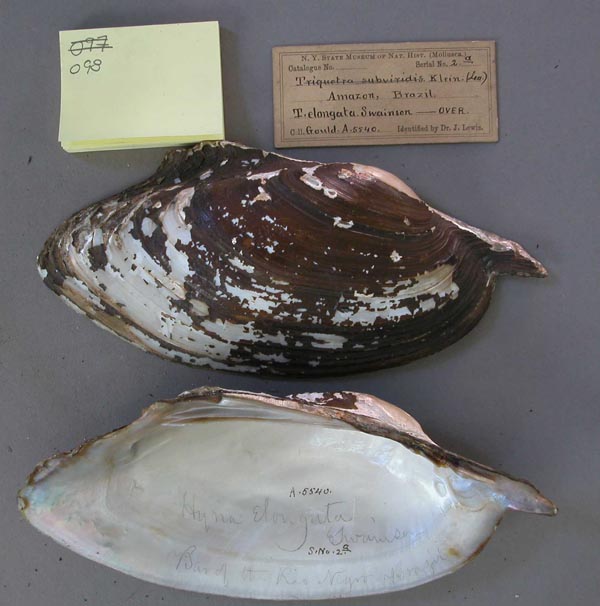 specimen