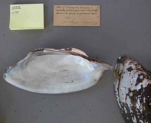 specimen