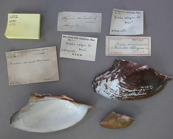 specimen