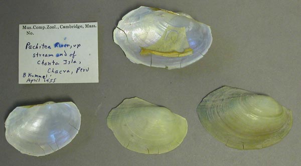 specimen