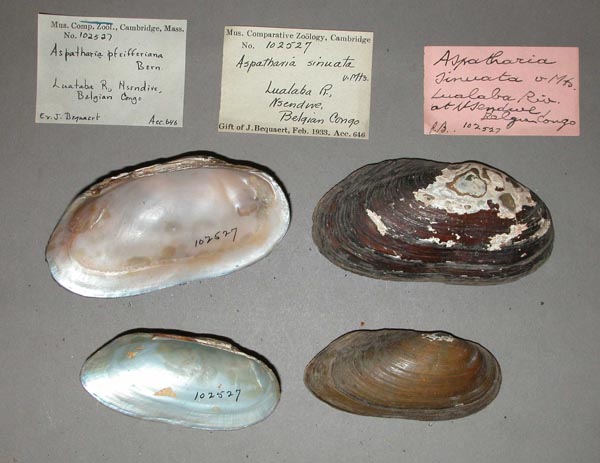 specimen