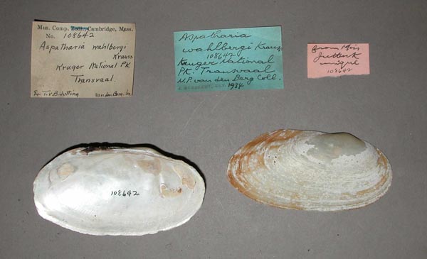 specimen