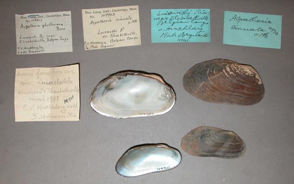 specimen