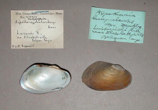 specimen