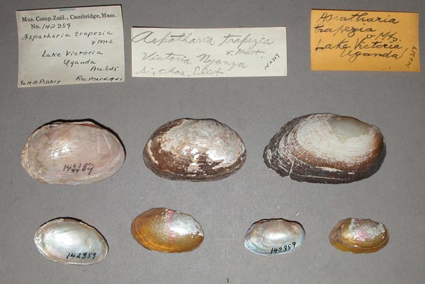 specimen