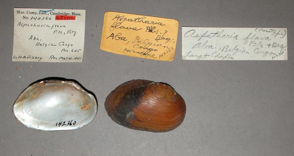 specimen