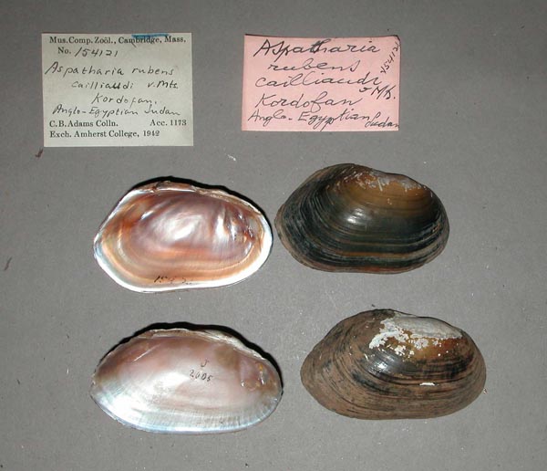 specimen