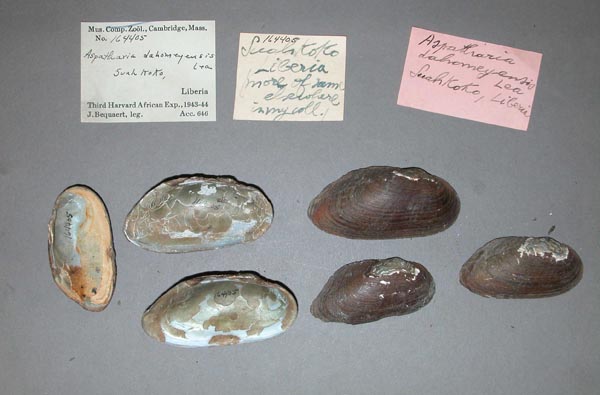 specimen