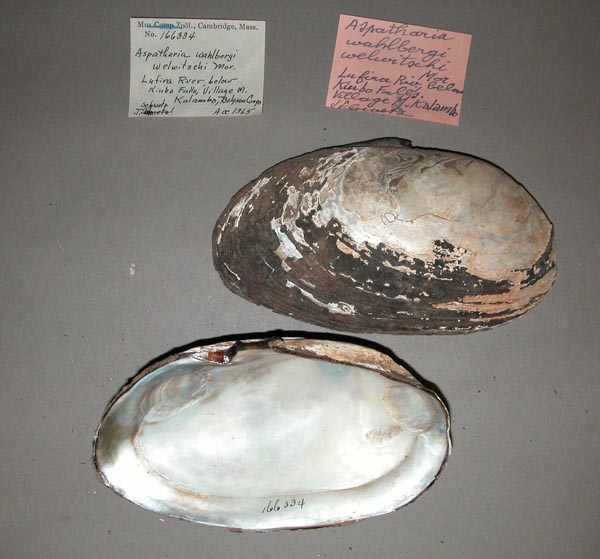 specimen
