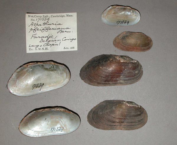 specimen
