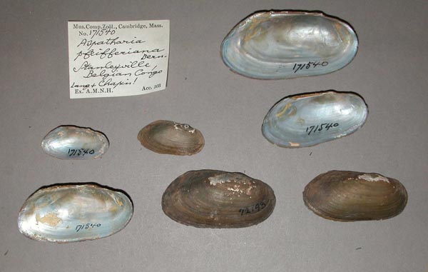 specimen