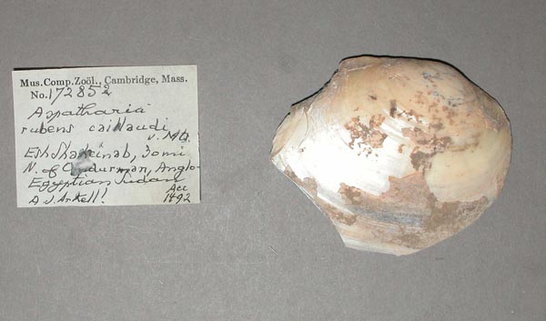 specimen