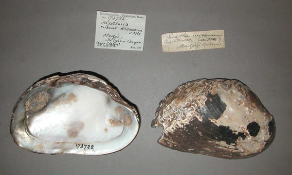 specimen