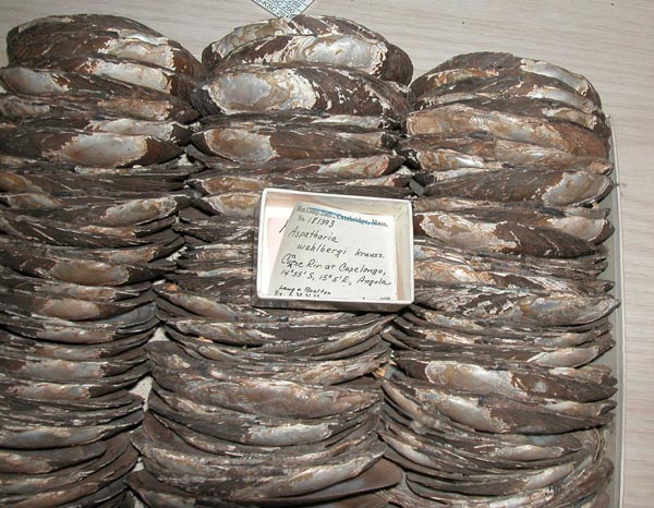 image of lot MCZ_181393 image of lot MCZ_181393