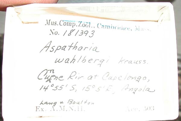 image of lot MCZ_181393 image of lot MCZ_181393