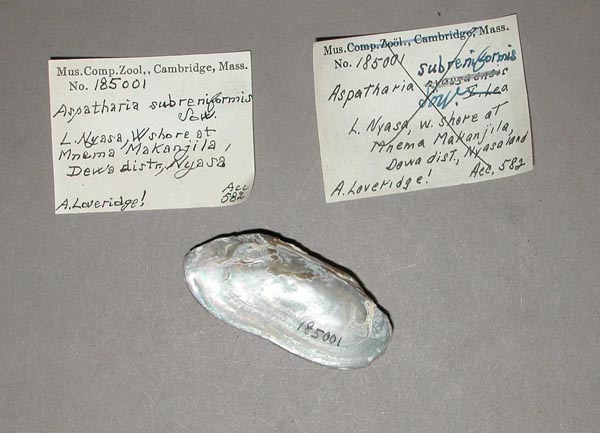 specimen
