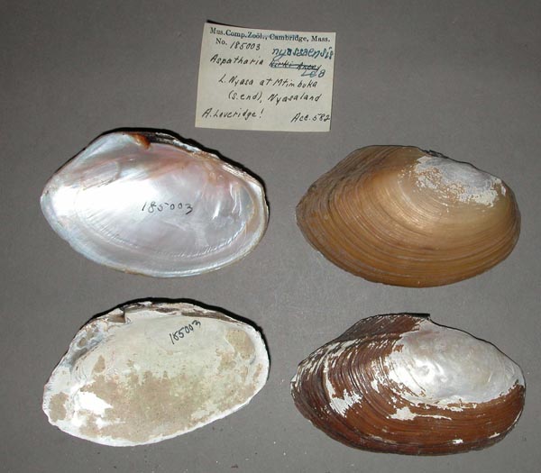 image of lot MCZ_185003 image of lot MCZ_185003