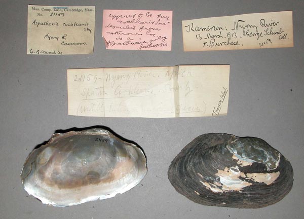specimen
