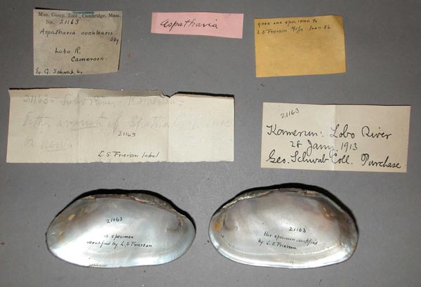 specimen