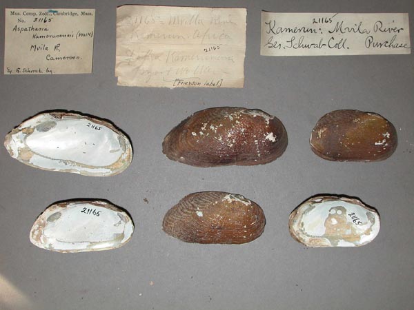 specimen