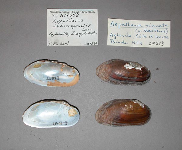specimen