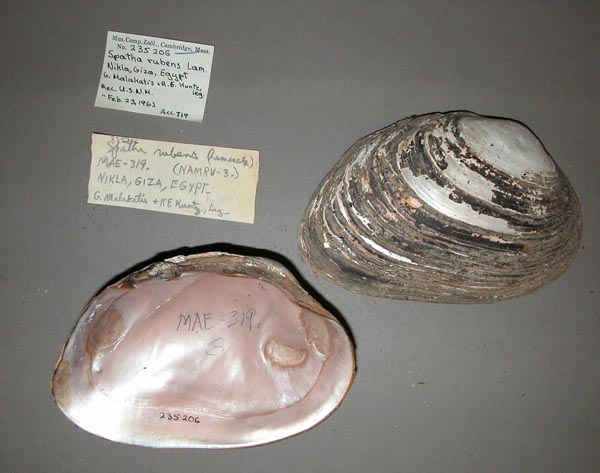 specimen