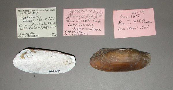 specimen