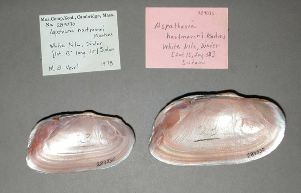 specimen