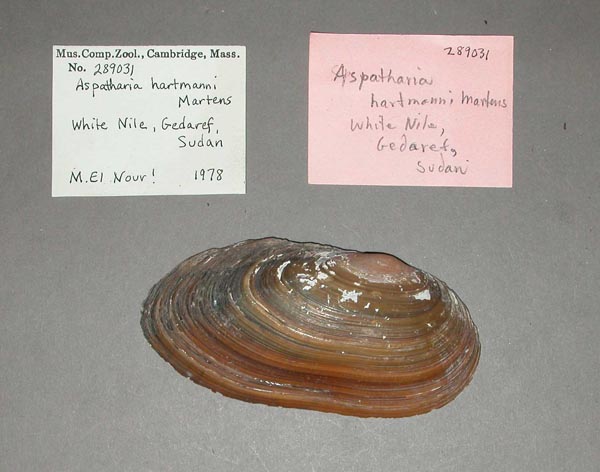 specimen