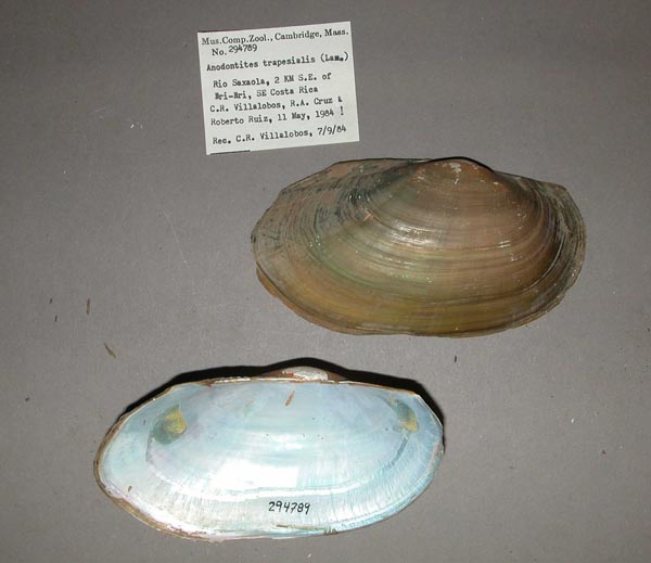 specimen