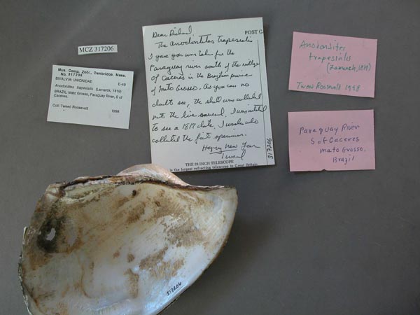 specimen