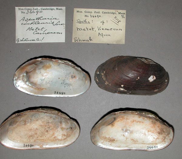 specimen