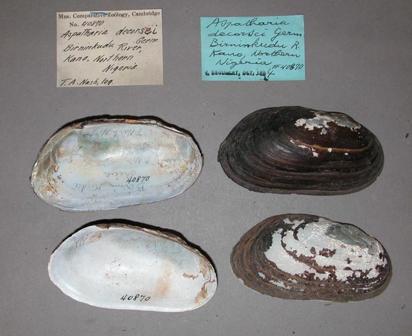 specimen