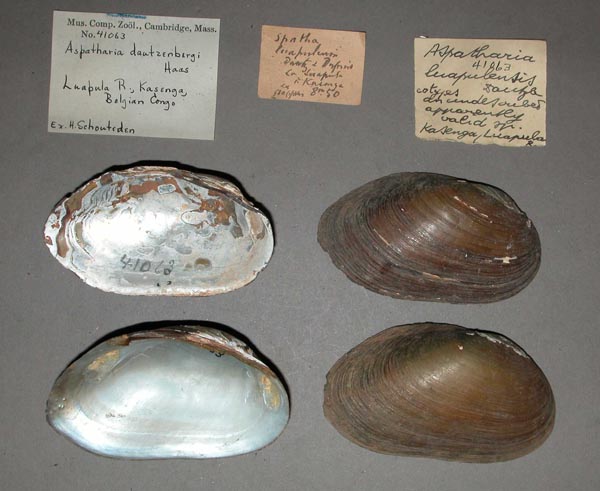 specimen