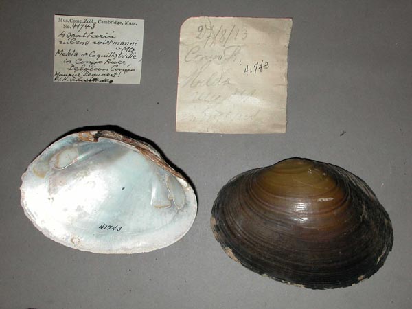 specimen