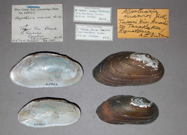 specimen