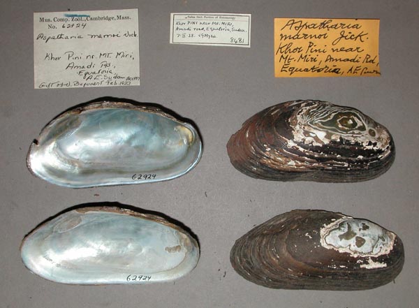 specimen